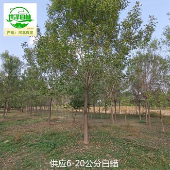 22公分白蠟基地,桿直帽圓