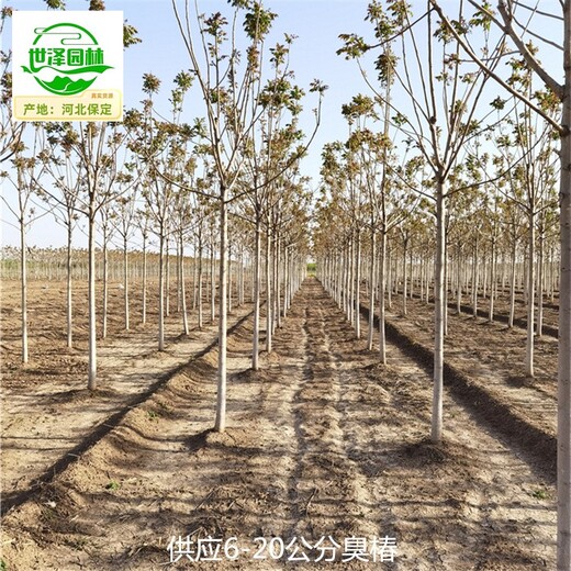 甘肅武威臭椿產(chǎn)地報價(jià)