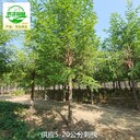 重慶九龍坡刺槐供應(yīng)商