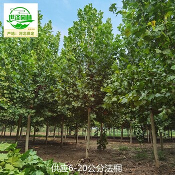 8公分法桐基地,新法桐