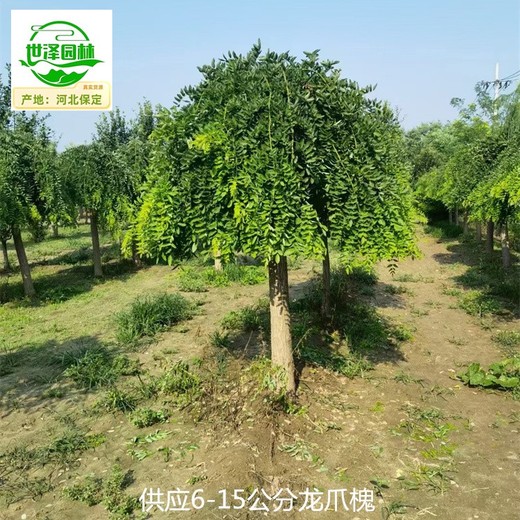 15公分龍爪槐苗圃報(bào)價(jià)