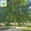 25公分元寶楓基地供應(yīng),五角楓