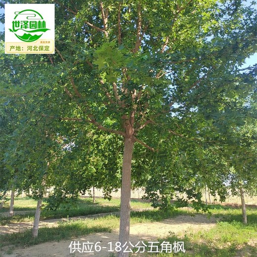 云南西雙版納五角楓