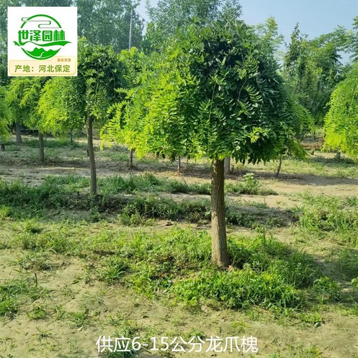 龍爪槐苗圃基地