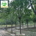 新疆巴音郭楞白蠟,桿直帽圓