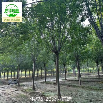 白蠟苗圃出售,桿直帽圓