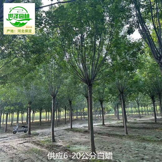 湖北白蠟批發(fā),景觀苗木