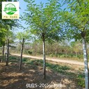 刺槐產(chǎn)地價格,白花刺槐