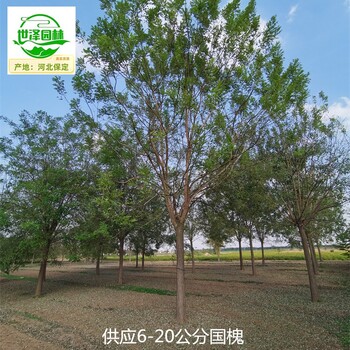 8公分國(guó)槐苗圃基地