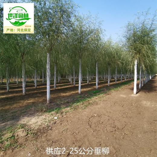 6公分垂柳產(chǎn)地供應(yīng),絳柳