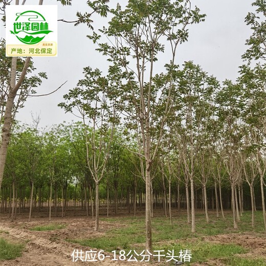 5公分千頭椿產(chǎn)地報(bào)價(jià),臭椿樹(shù)