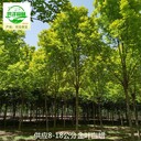 18公分金葉白蠟苗圃供應(yīng),黃蠟