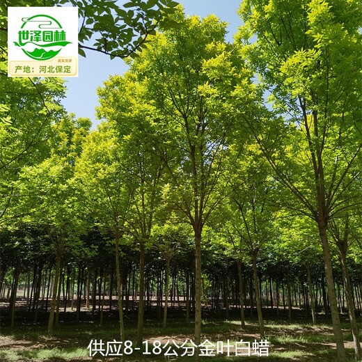 西藏日喀則金葉白蠟批發(fā)商