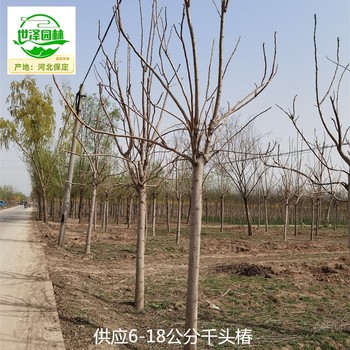 10公分千頭椿基地,臭椿樹(shù)