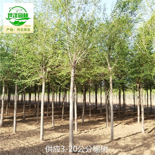 陜西寶雞榆樹(shù),白榆