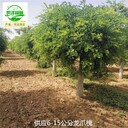 新疆鐵門(mén)關(guān)龍爪槐,國槐樹(shù)