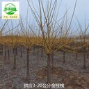新疆昆玉金枝槐樹苗報價,黃金槐
