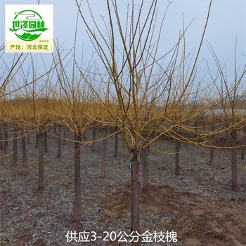 18公分金枝槐樹(shù)苗報(bào)價(jià),金枝國(guó)槐