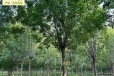 13公分白蜡树,树形美观