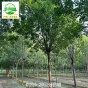 16公分白蠟,樹形美觀