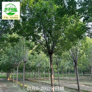 內(nèi)蒙古赤峰白蠟,桿直帽圓