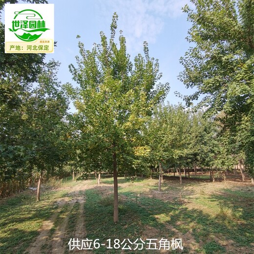 浙江麗水五角楓批發(fā)價