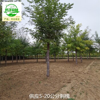 安徽蕪湖刺槐苗木價(jià)格,洋槐樹
