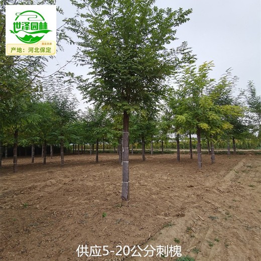 遼寧遼陽刺槐苗木