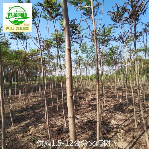 新疆鐵門關(guān)火炬樹,鹽膚木