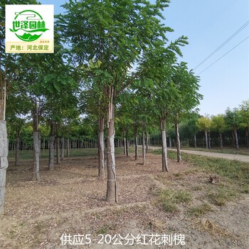 16公分紅花刺槐苗圃報價
