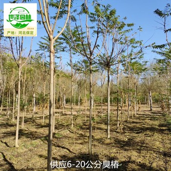 10公分臭椿基地報價