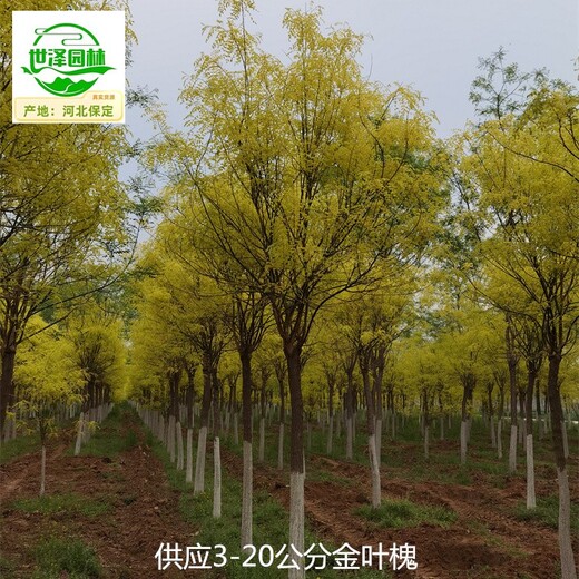 17公分金葉槐產(chǎn)地批發(fā),國槐樹(shù)