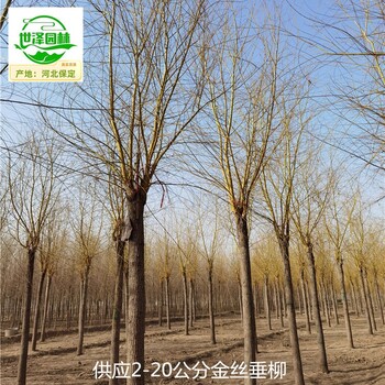 湖南邵陽9公分金絲垂柳報(bào)價(jià)