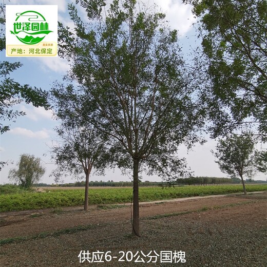 甘肅天水國槐,行道樹