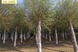 13公分馒头柳树出售,景观价值高