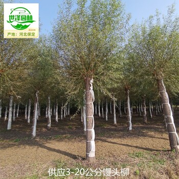10公分饅頭柳批發(fā)商