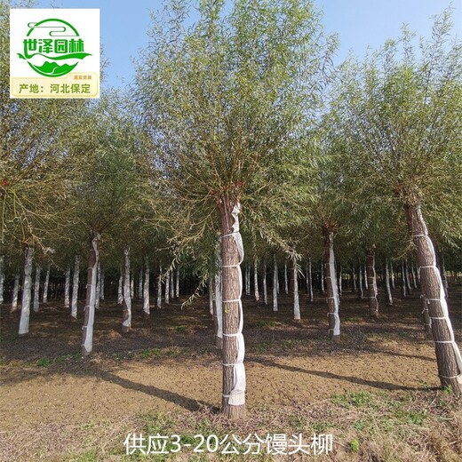 內(nèi)蒙古烏蘭察布10公分饅頭柳,旱柳