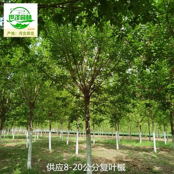 新疆伊犁復(fù)葉槭,綠葉復(fù)葉槭