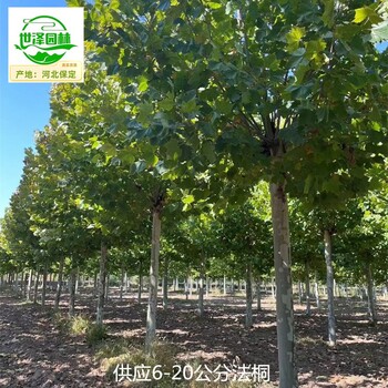 17公分法桐廠家報(bào)價(jià),枝繁葉茂