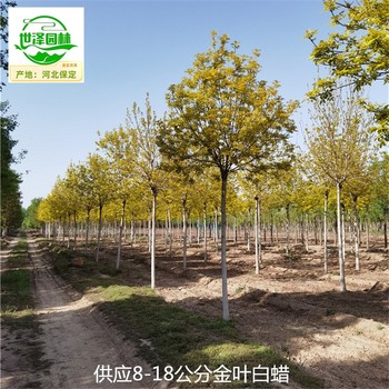 12公分金葉白蠟苗圃,黃蠟