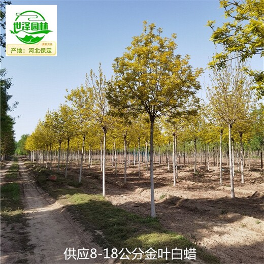 西藏阿里金葉白蠟供應(yīng)商,黃蠟