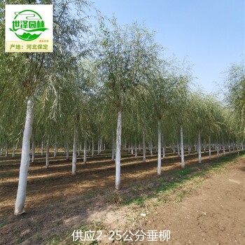 13公分垂柳產(chǎn)地批發(fā)