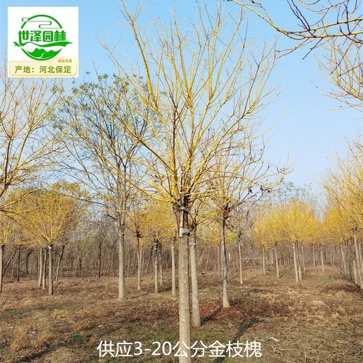 20公分金枝槐樹苗批發(fā)