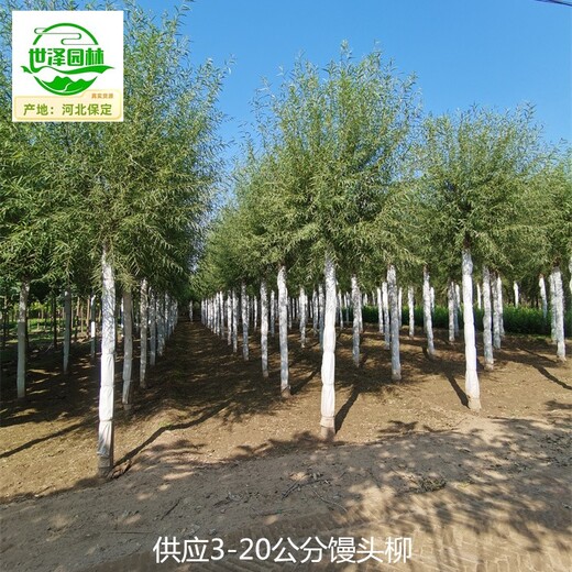 河南開(kāi)封10公分饅頭柳,桿直帽圓