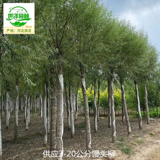 河南商丘饅頭柳價(jià)格,觀(guān)賞性強