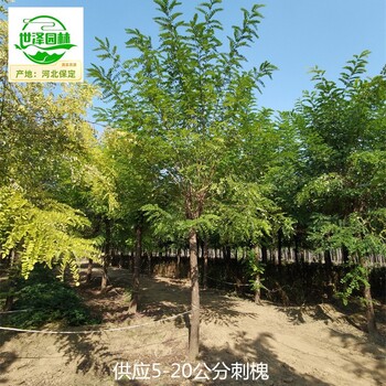 唐山刺槐基地批發(fā),洋槐樹