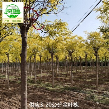12公分金葉槐基地出售