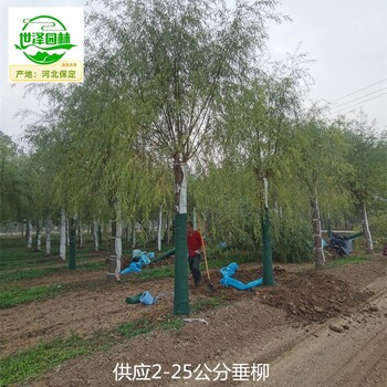 河南垂柳樹批發(fā)