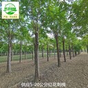 重慶奉節(jié)紅花刺槐苗木價格