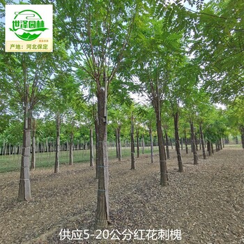 重慶奉節(jié)紅花刺槐苗木價格